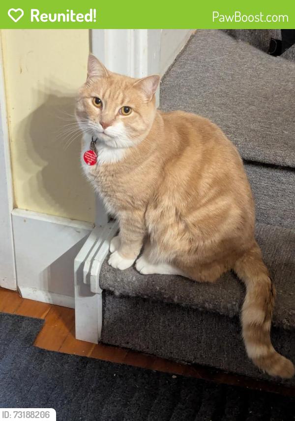 Reunited Male Cat last seen Turner Street and Nootka St, Vancouver, BC V5K 2G7