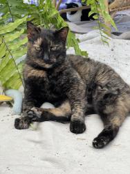 Lost Female Cat last seen Powhatan Lane, Pewee Valley, KY 40056