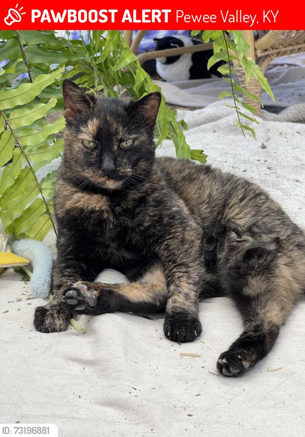 Lost Female Cat last seen Powhatan Lane, Pewee Valley, KY 40056
