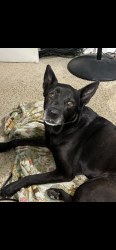 Lost Female Dog last seen Timbell rd., Waterford, CA 95386