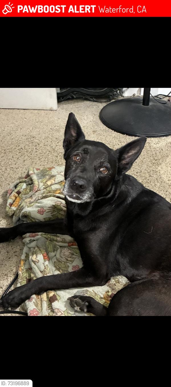 Lost Female Dog last seen Timbell rd., Waterford, CA 95386
