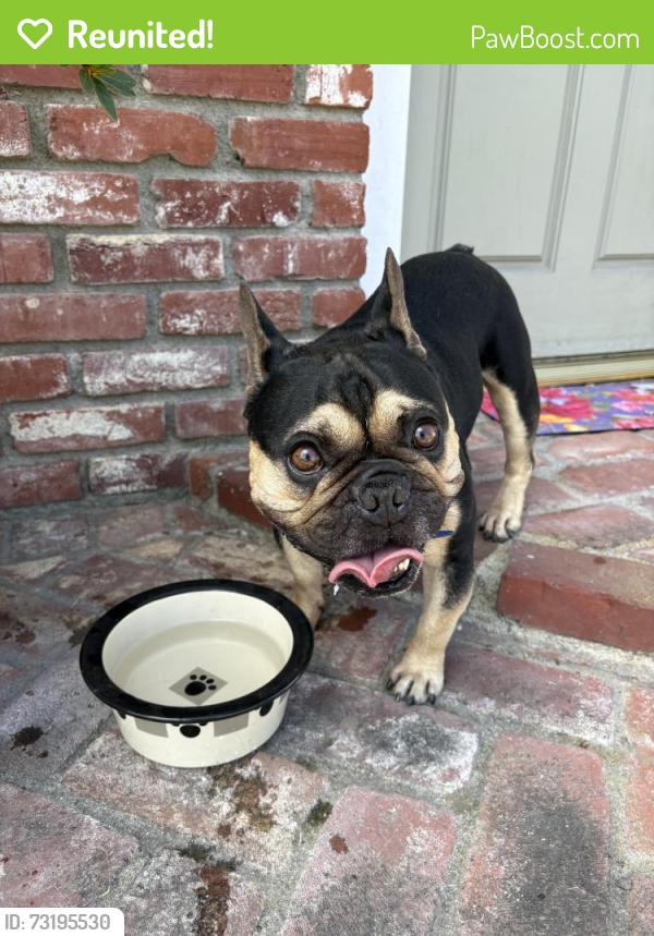 Reunited Male Dog last seen Litchfield Drive in Huntington Beach, CA, Huntington Beach, CA 92646