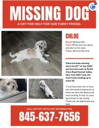 Lost Female Dog last seen Smith clove road Central Valley ny 10917, Woodbury, NY 10917
