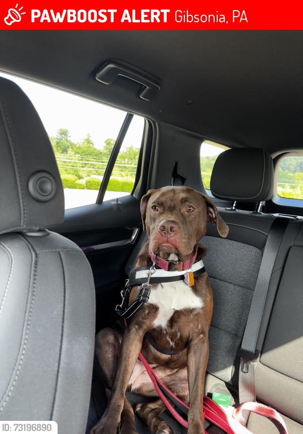 Lost Female Dog last seen Belacoop Animal hosp, Gibsonia, PA 15044