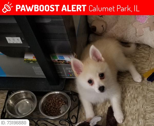 Lost Female Dog last seen ASHLAND, Calumet Park, IL 60827