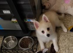 Lost Female Dog last seen ASHLAND, Calumet Park, IL 60827