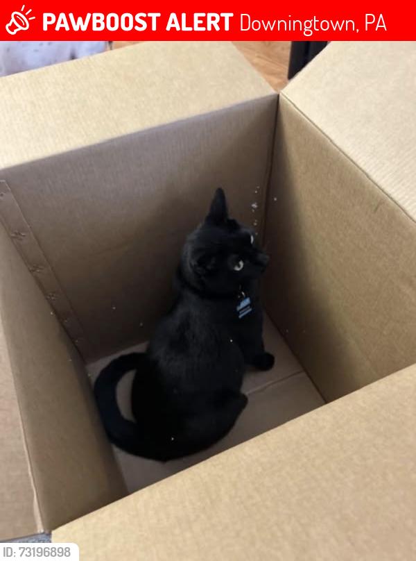 Lost Male Cat last seen Skelplevel Rd, Downingtown, PA 19335