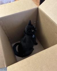 Lost Male Cat last seen Skelplevel Rd, Downingtown, PA 19335