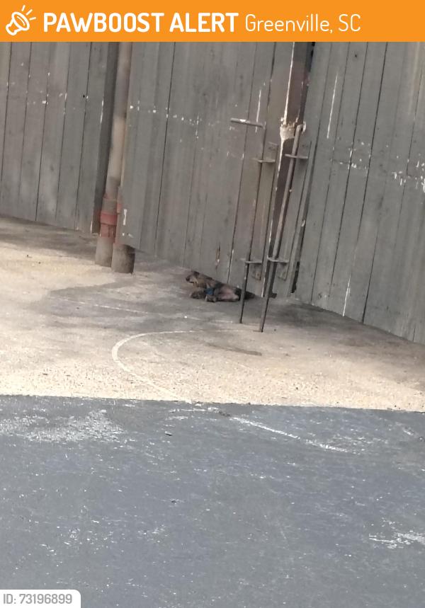 Found/Stray Unknown Dog last seen Wendys trash compartment, Greenville, SC 29607