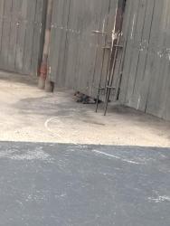 Found/Stray Unknown Dog last seen Wendys trash compartment, Greenville, SC 29607