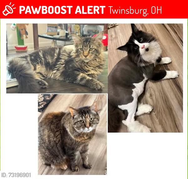 Lost Male Cat last seen Liberty Rd and Post Rd, Twinsburg, OH 44087