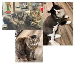 Lost Male Cat last seen Liberty Rd and Post Rd, Twinsburg, OH 44087