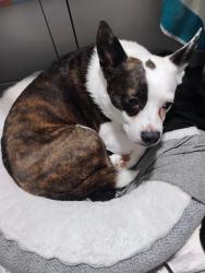 Reunited Female Dog last seen Lakeshore Road and RR43, Wabamun, AB T0E 2K0