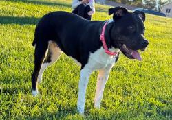 Reunited Male Dog last seen Near Callaghan rd, San Antonio, TX 78228