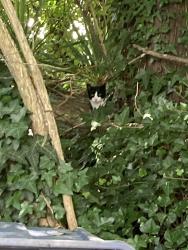 Found/Stray Unknown Cat last seen Granite Spring Road off of Midlothian, Richmond, VA 23225