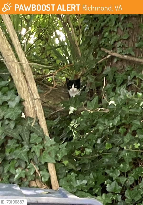 Found/Stray Unknown Cat last seen Granite Spring Road off of Midlothian, Richmond, VA 23225