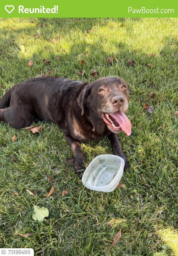 Reunited Female Dog last seen Temecula parkway, Temecula, CA 92592