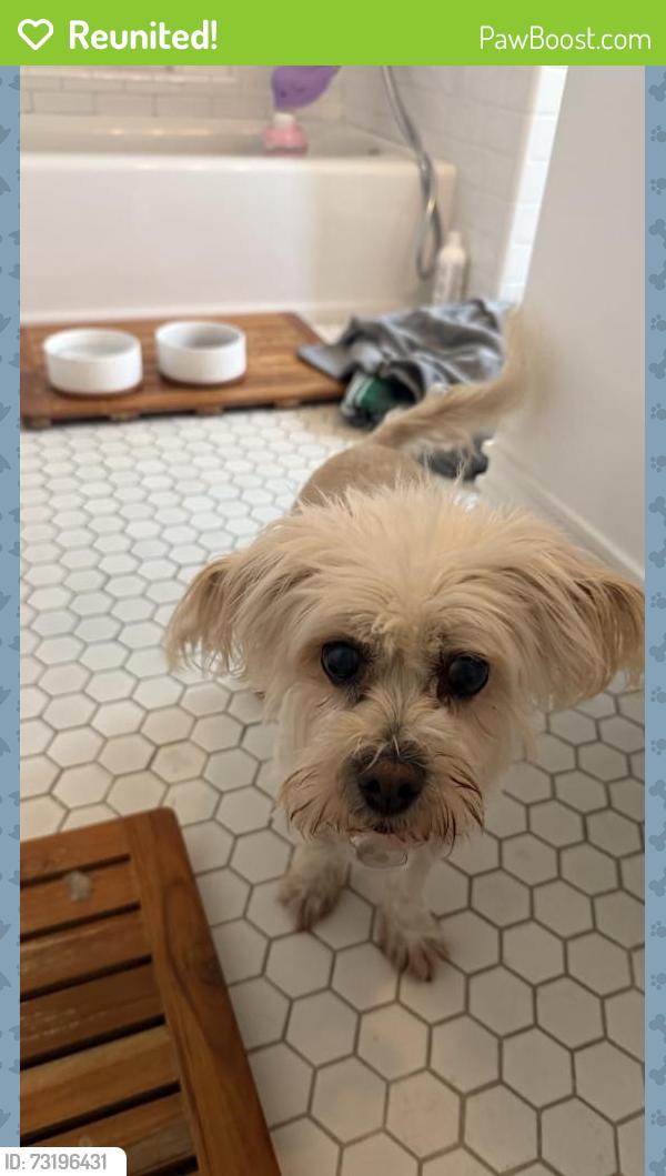 Reunited Female Dog last seen Near S Orange Dr, Los Angeles, CA 90036, USA, Los Angeles, CA 90036