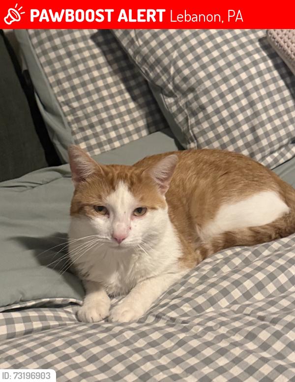 Lost Male Cat last seen VA medical center, Wilhelm drive, Lebanon, PA 17042