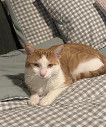 Lost Male Cat last seen VA medical center, Wilhelm drive, Lebanon, PA 17042
