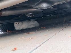 Reunited Unknown Cat last seen Sprague rd, Olmsted Falls, OH 44138