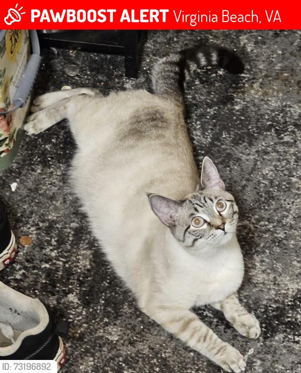 Lost Female Cat last seen Bamberg Place, Virgina Beach, Virginia Beach, VA 23452