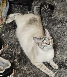 Lost Female Cat last seen Bamberg Place, Virgina Beach, Virginia Beach, VA 23452