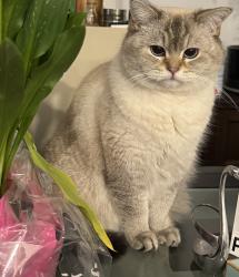 Lost Female Cat last seen Côte saint-Luc Road, Montreal, QC H4V 2H7