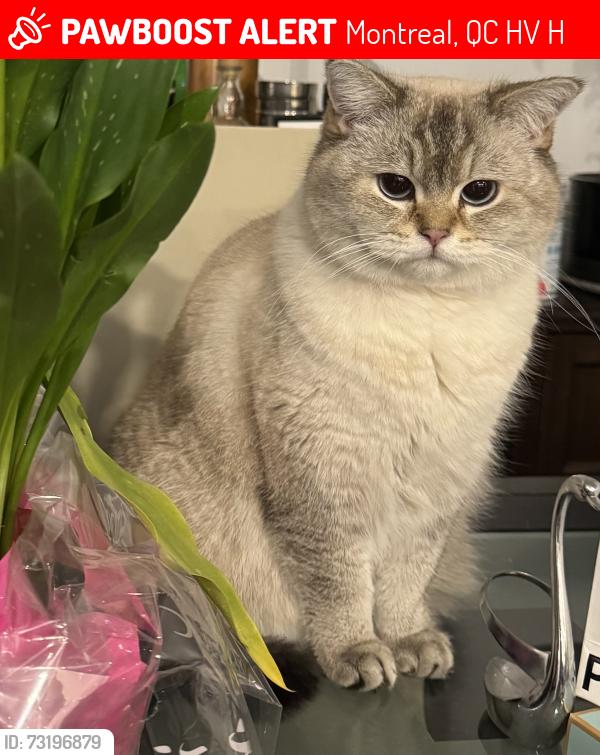 Lost Female Cat last seen Côte saint-Luc Road, Montreal, QC H4V 2H7