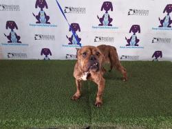 Shelter Stray Female Dog last seen , 2769 Conroy Rd, Orlando, FL 32839, USA