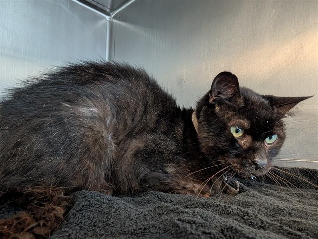 Shelter Stray Unknown Cat last seen , 600 Aviation Dr, Camarillo, CA 93010, USA