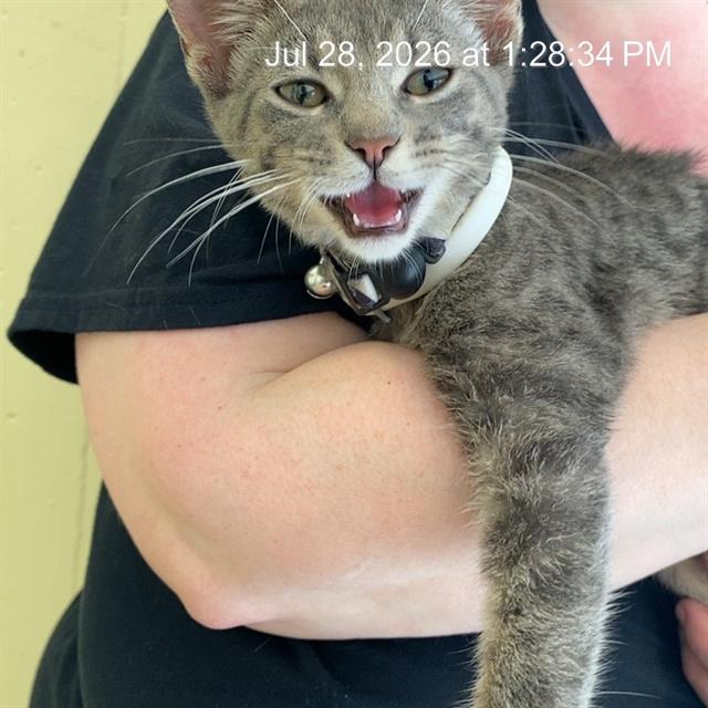 Shelter Stray Female Cat last seen Near, 2600 S Harding St, Indianapolis, IN 46221, USA