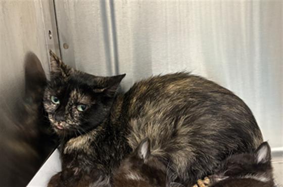 Shelter Stray Female Cat last seen Near, 2600 S Harding St, Indianapolis, IN 46221, USA