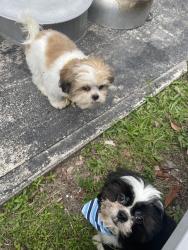 Reunited Male Dog last seen Silver beCh, Lake Park, FL 33404