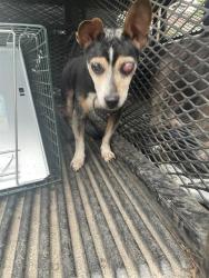 Shelter Stray Male Dog last seen E DIXON B;VD, 1601 Airport Rd, Shelby, NC 28150, USA