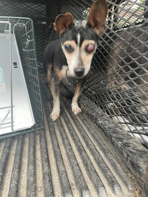 Shelter Stray Male Dog last seen E DIXON B;VD, 1601 Airport Rd, Shelby, NC 28150, USA