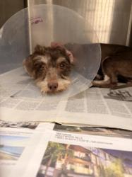 Shelter Stray Female Dog last seen , 14409 Vanowen St, Van Nuys, CA 91405, USA