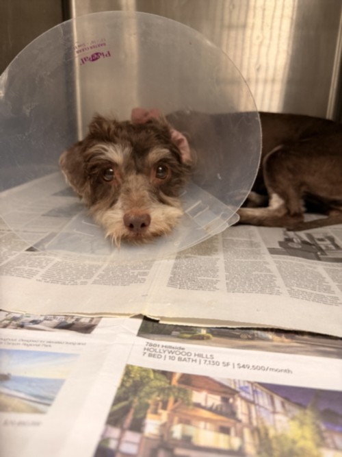 Shelter Stray Female Dog last seen , 14409 Vanowen St, Van Nuys, CA 91405, USA
