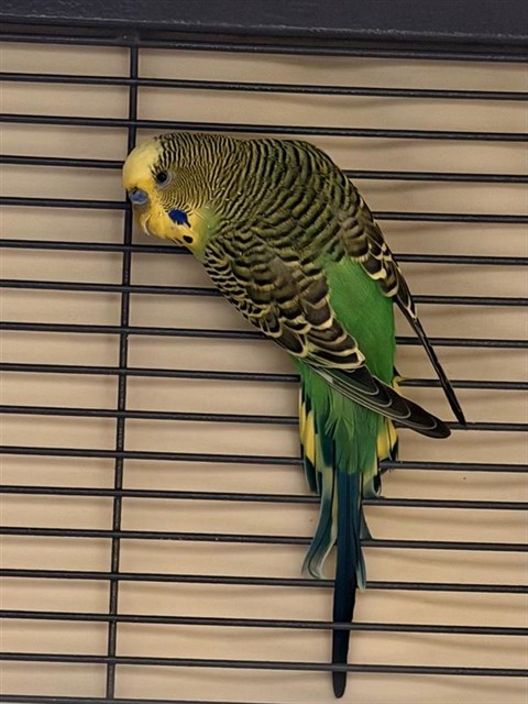 Shelter Stray Male Bird last seen RICK CHAPMAN WAY / E STOCKTON BLVD, 9150 Union Park Way, Elk Grove, CA 95624, USA