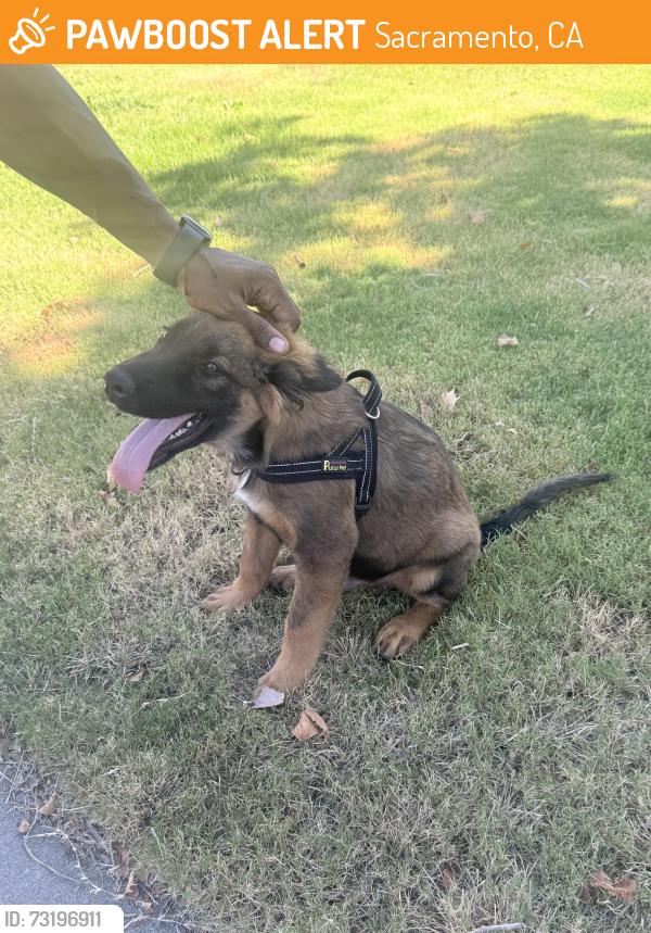 Found/Stray Male Dog last seen La Almendra Way, Sacramento, CA 95823