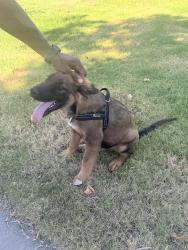 Found/Stray Male Dog last seen La Almendra Way, Sacramento, CA 95823