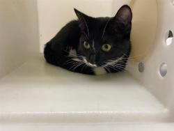 Shelter Stray Female Cat last seen 17TH AND PROSPECT, 3839 W Burnham St, West Milwaukee, WI 53215, USA