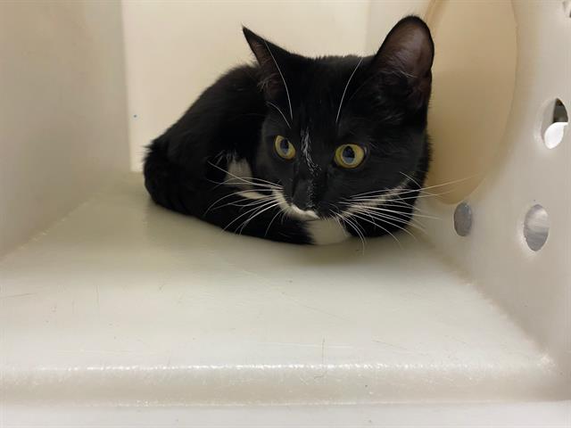 Shelter Stray Female Cat last seen 17TH AND PROSPECT, 3839 W Burnham St, West Milwaukee, WI 53215, USA