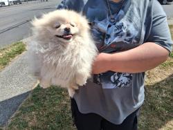 Reunited Unknown Dog last seen Enterprise car rental, Tacoma, WA 98444