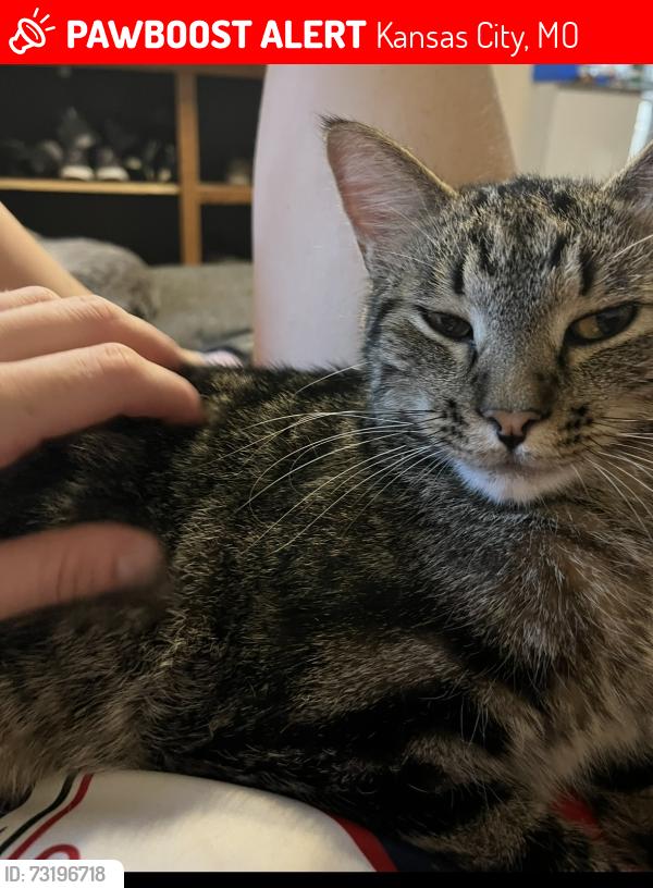 Lost Male Cat last seen 45th and Pennsylvania on the Plaza, Kansas City, MO 64111