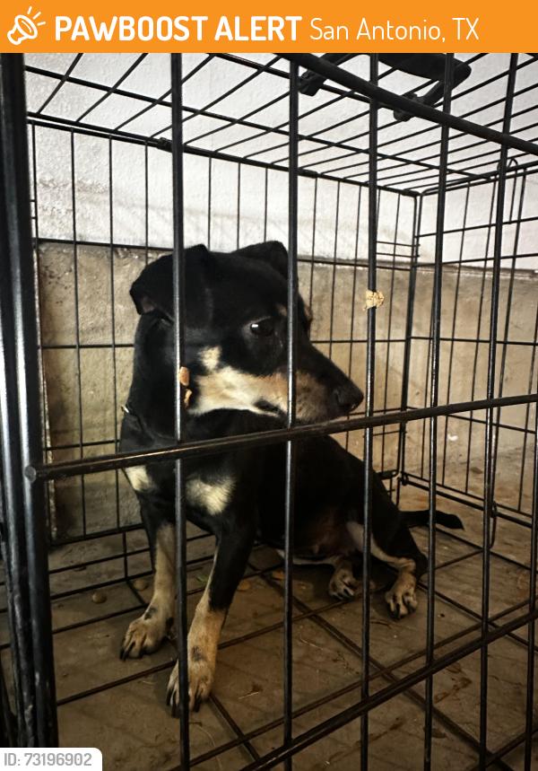 Found/Stray Female Dog last seen Pre-K Academy at West Avenue, San Antonio, TX 78213