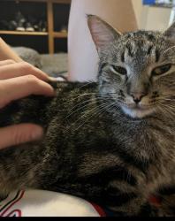 Lost Male Cat last seen 45th and Pennsylvania on the Plaza, Kansas City, MO 64111