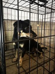 Found/Stray Female Dog last seen Pre-K Academy at West Avenue, San Antonio, TX 78213