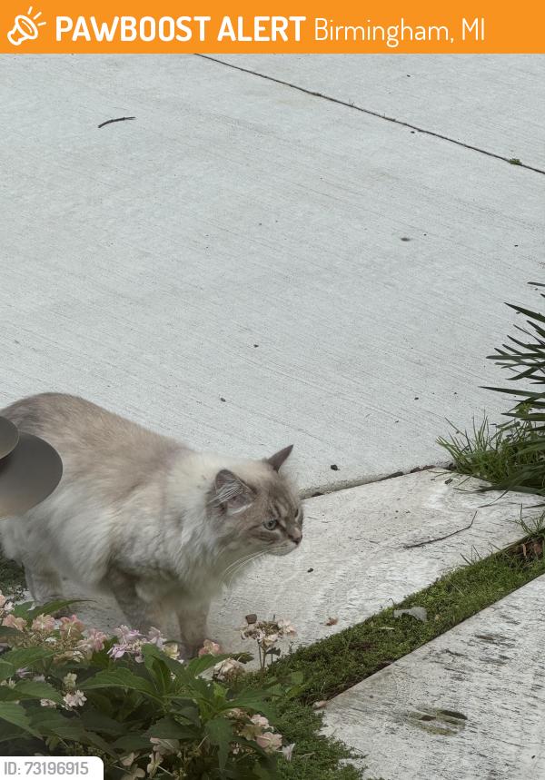 Found/Stray Unknown Cat last seen Eton & Derby, Birmingham, MI 48009
