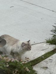 Found/Stray Unknown Cat last seen Eton & Derby, Birmingham, MI 48009
